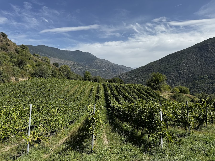 Celler Batlliu de Sort