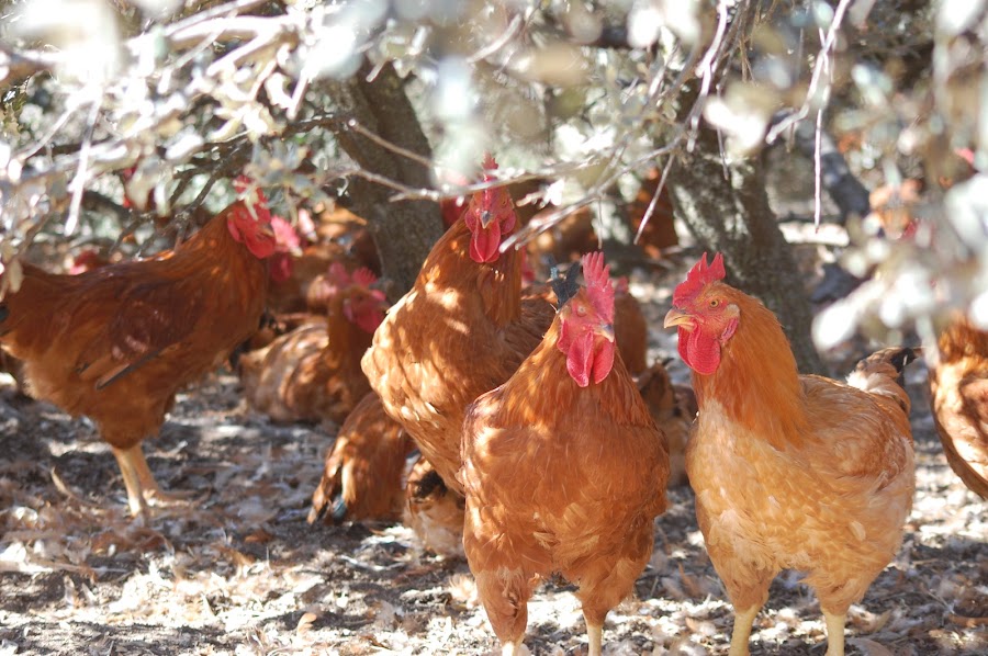 POLLASTRES ECOLÒGICS LA TORRE D'ERBULL